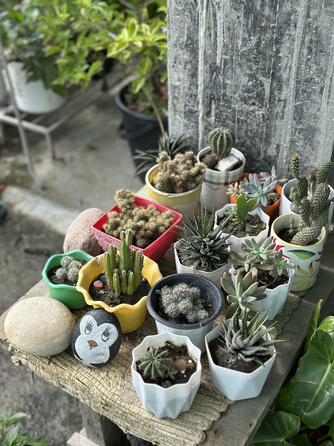 A bench crowded with cacti and succulents in painted pots, a white-banded zebra succulent among them.