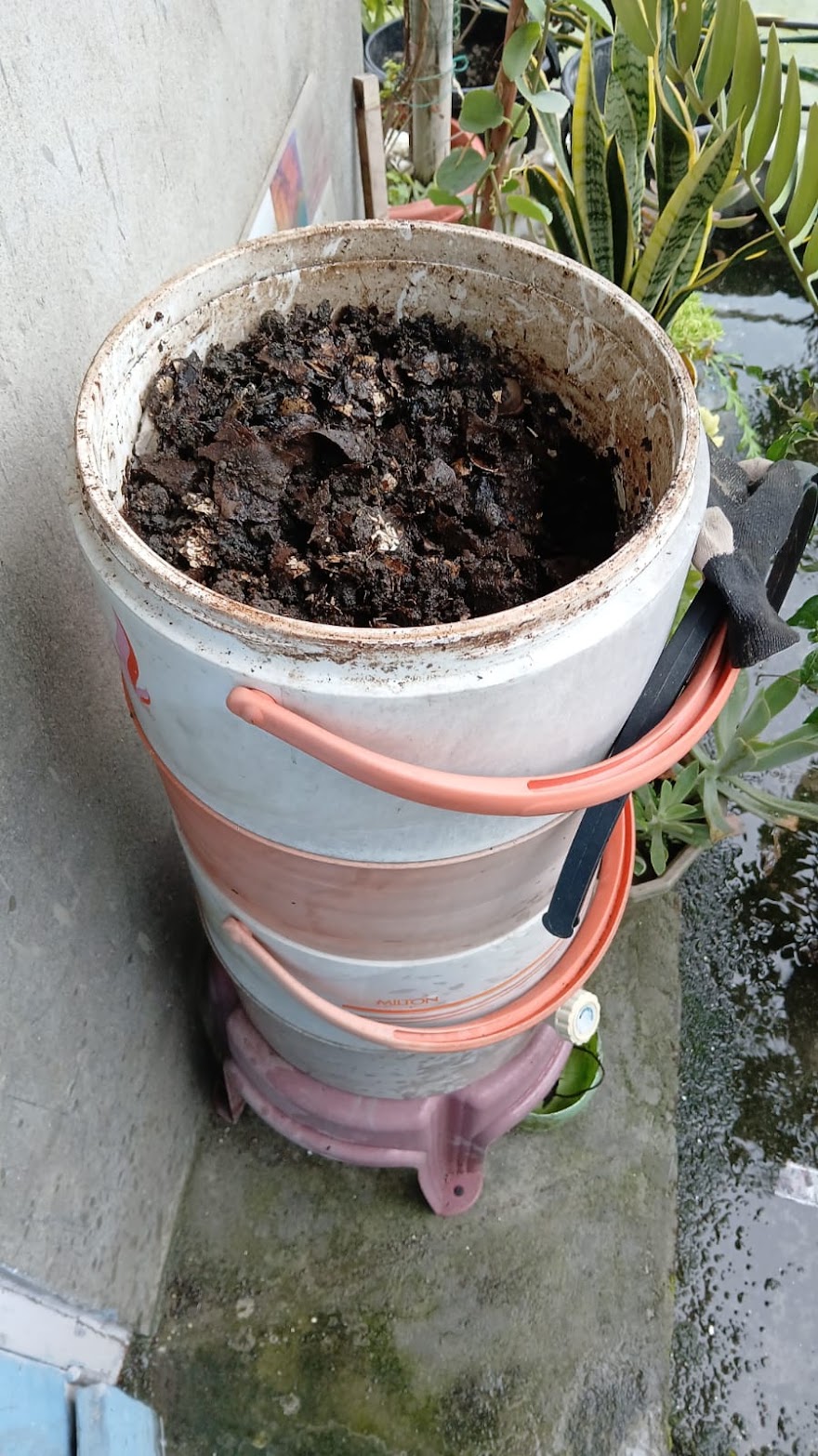 An old white bucket on the verandah, filled to the brim with dark, crumbly finished compost.