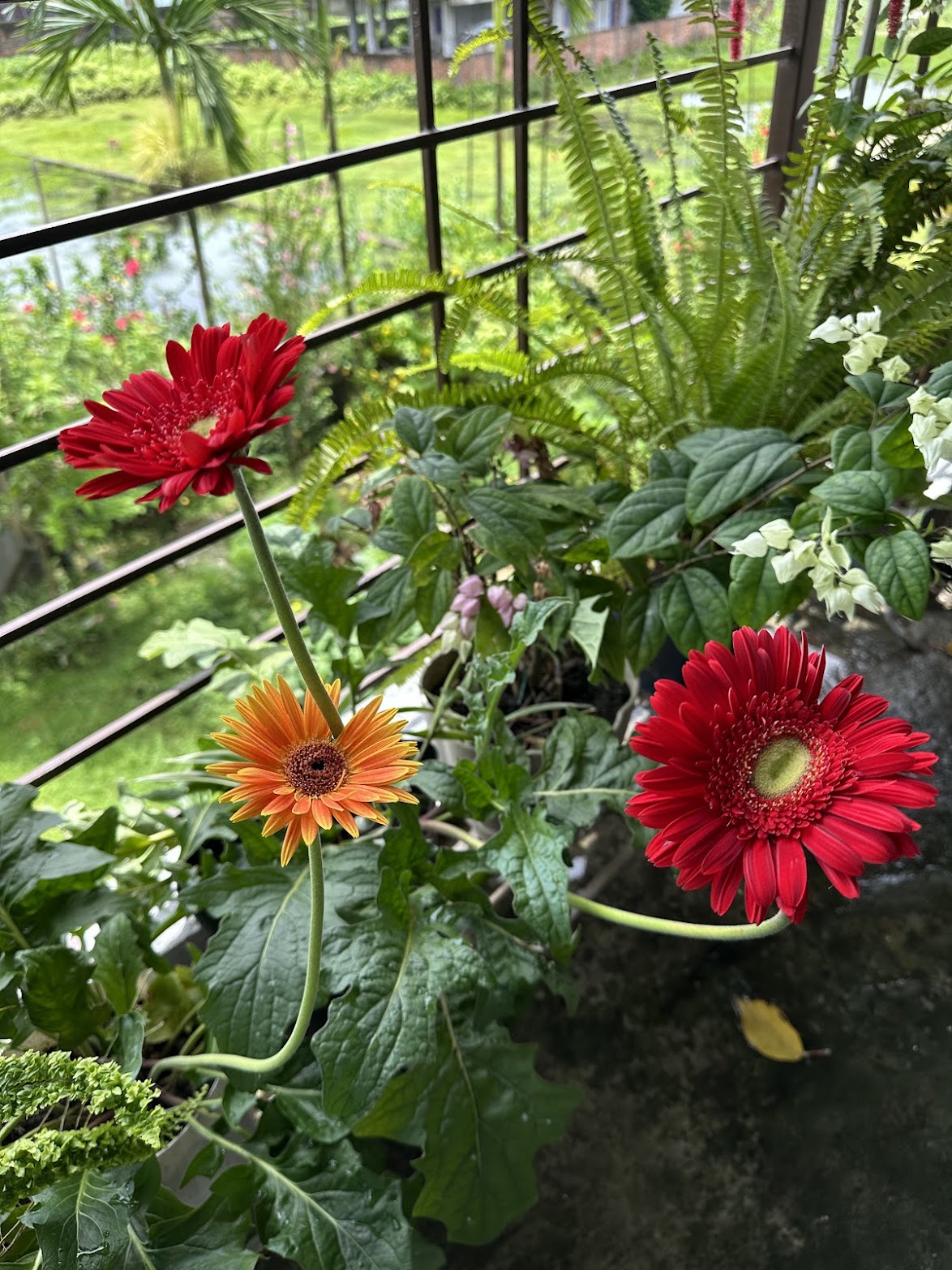 Three gerberas — two red, one orange — in front of a fern by the railing.