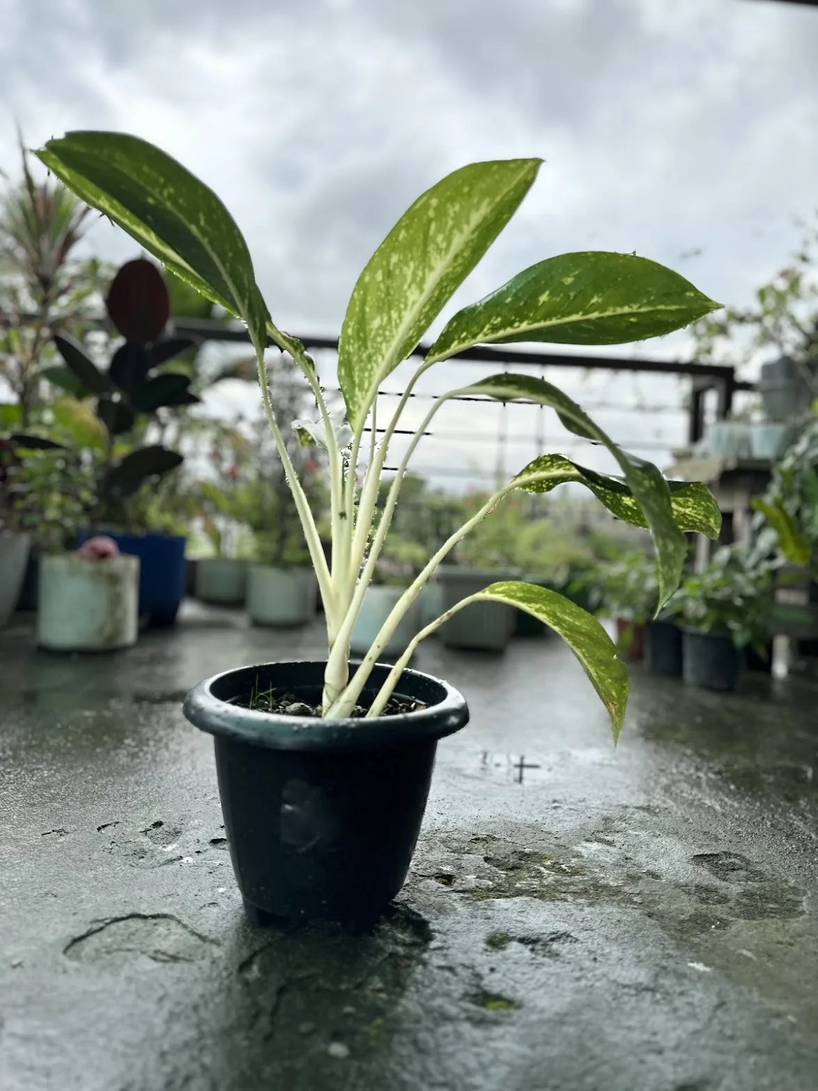 An aglaonema with cream-speckled leaves on pale stems, in a black pot on wet concrete.