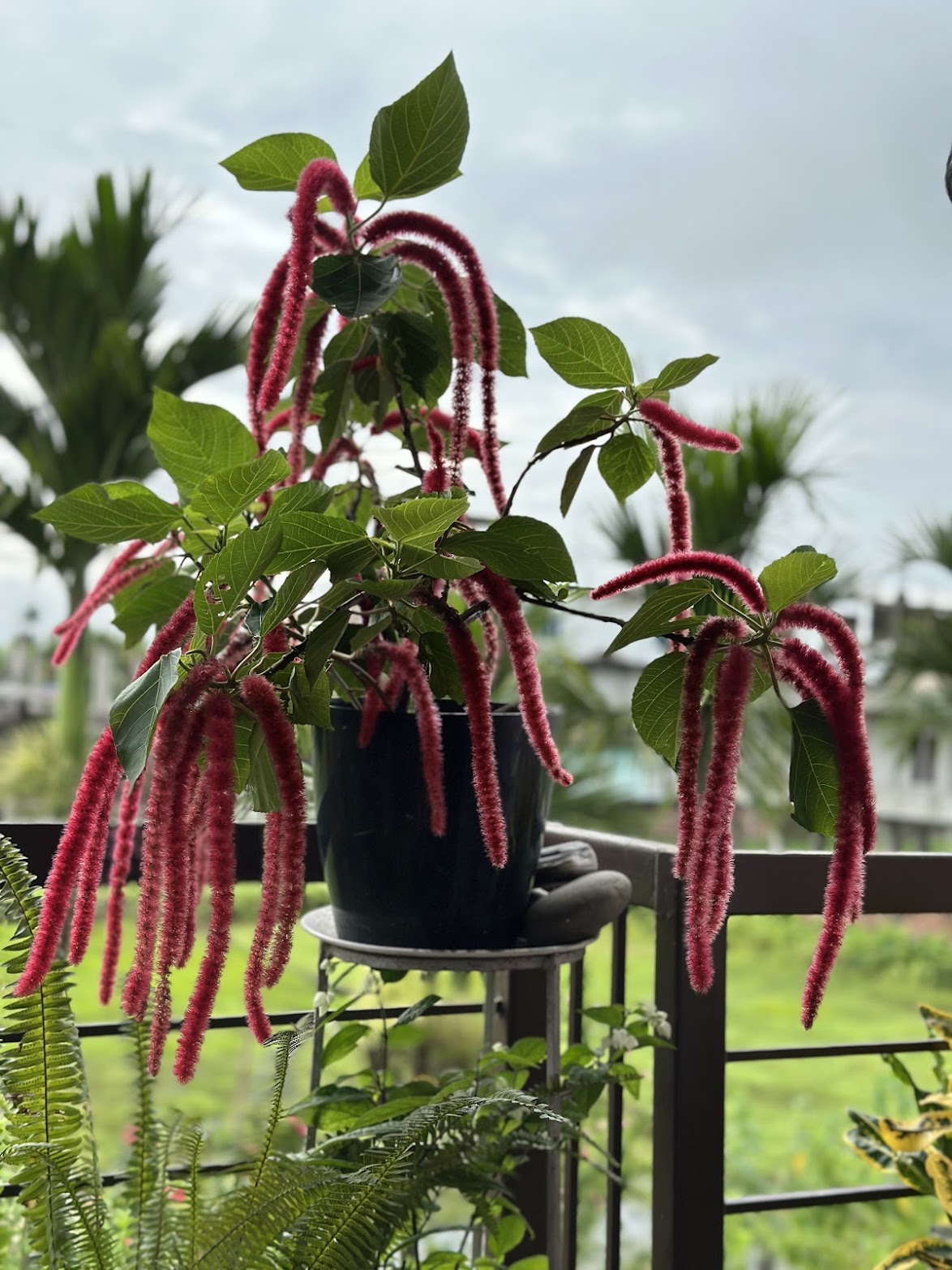 A chenille plant on a stand, its long crimson catkins hanging down over the railing.