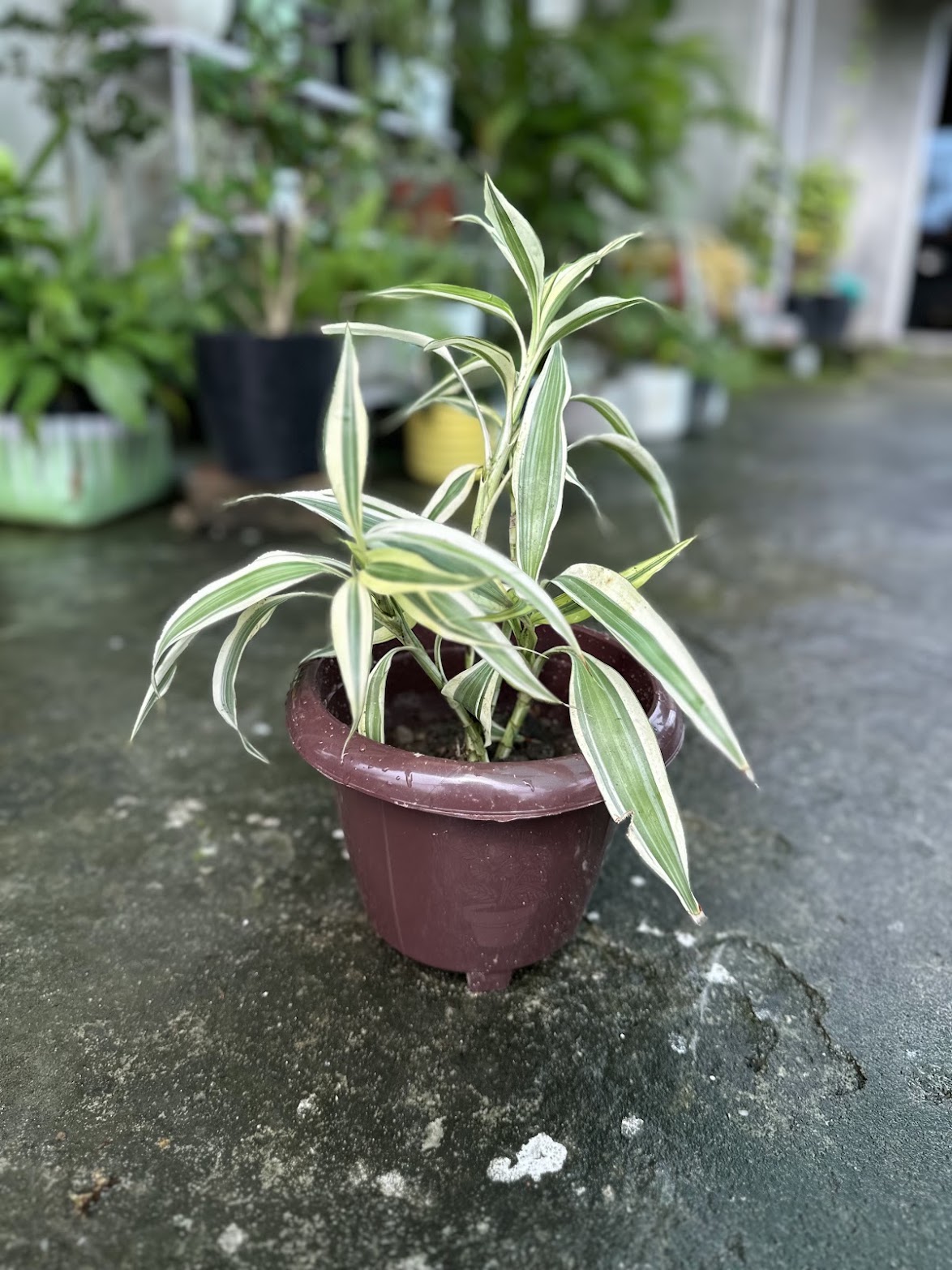 Lucky bamboo — jointed green canes with cream-striped leaves — in a maroon pot.