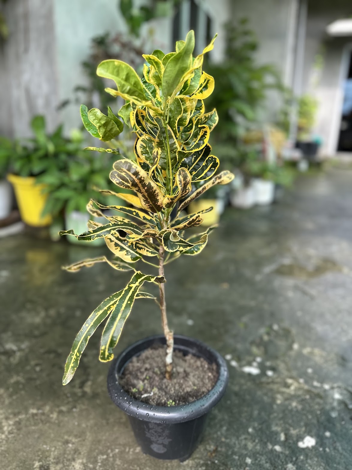 A croton with yellow-and-green marbled leaves in a black pot on wet concrete.