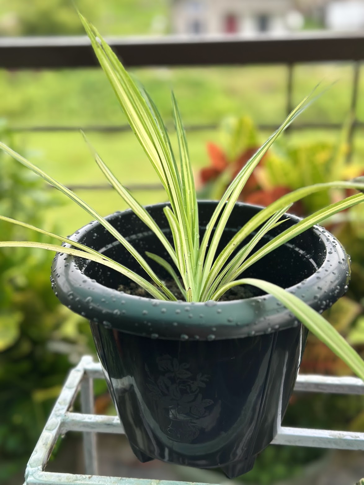 A young spider plant, its cream-striped strap leaves arching from the crown.