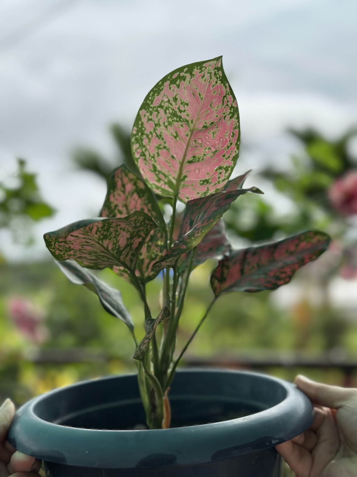 A pink aglaonema held up to the light, its broad leaves mottled pink and green.