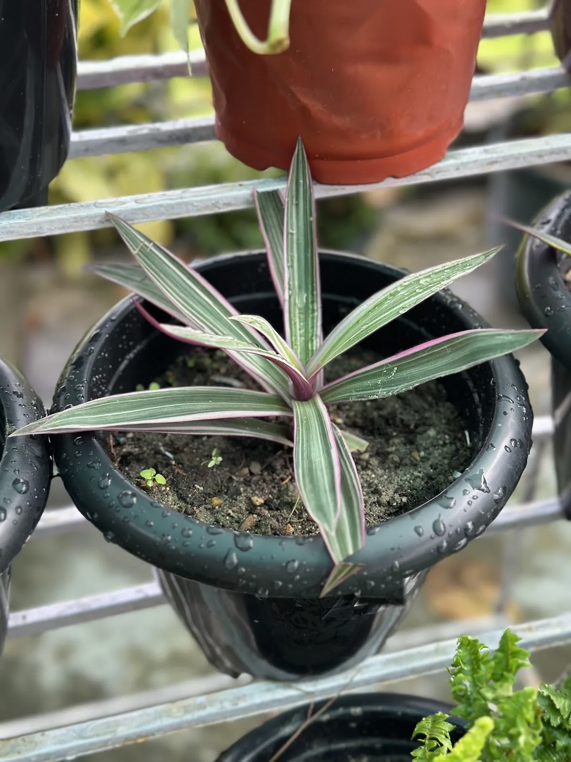 An oyster plant, its pink-and-green striped rosette beaded with rain, a curly Boston fern behind.