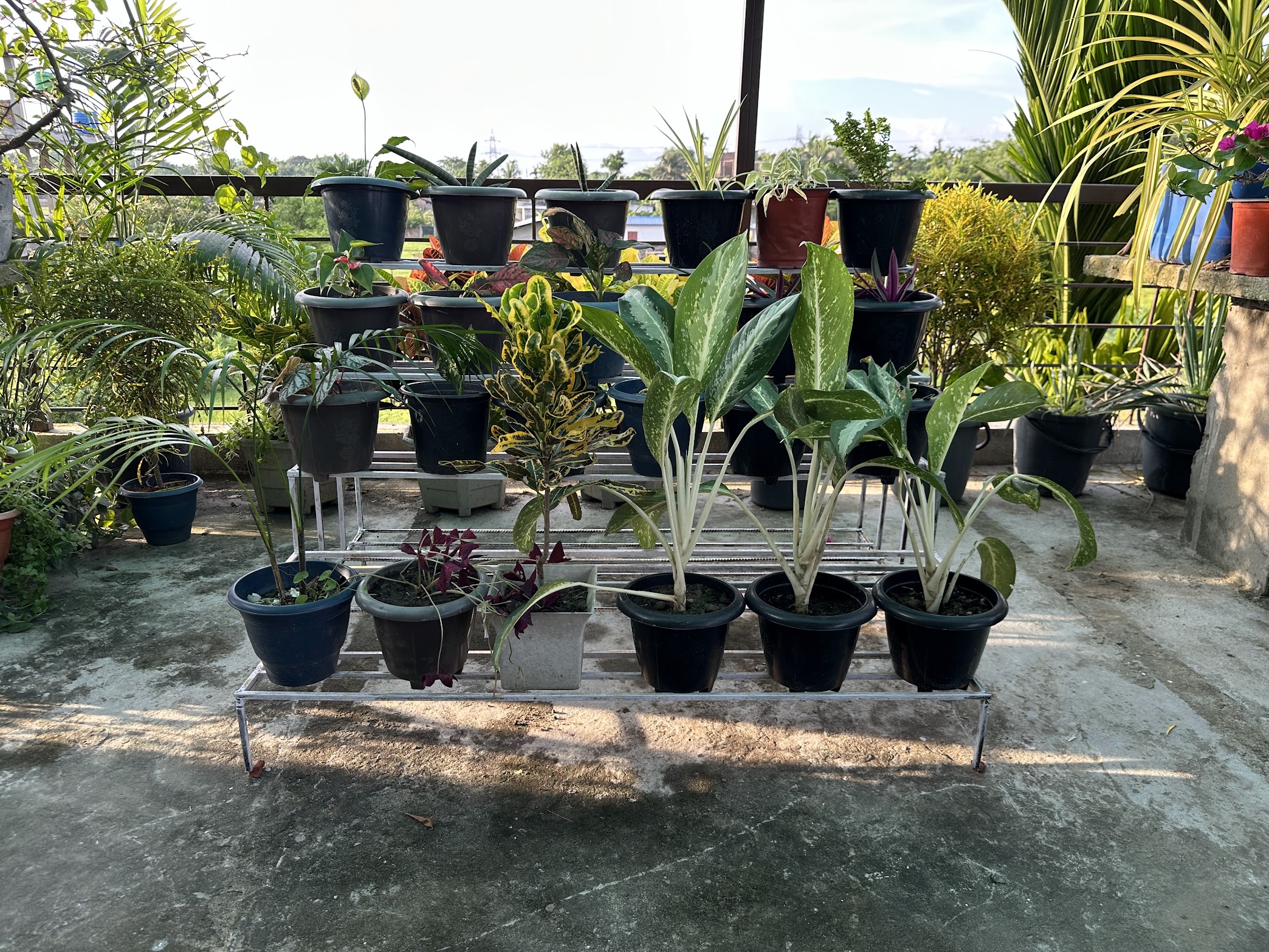 A tiered metal rack on the verandah holding rows of potted ornamentals.